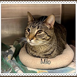 Thumbnail photo of MILO #3