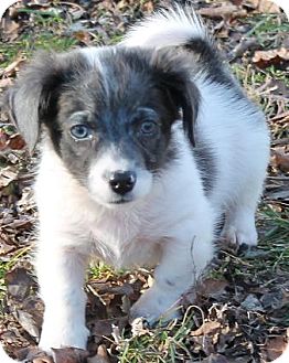 collie maltese mix