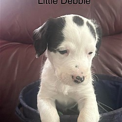 Thumbnail photo of Little Debby SS D2024 KY #1