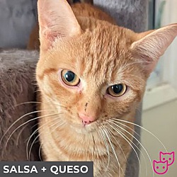 Thumbnail photo of Queso (bonded with Salsa) #3