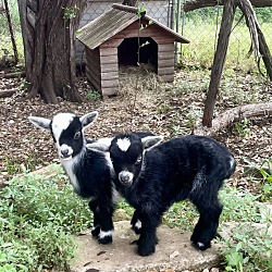 bonded pet photo