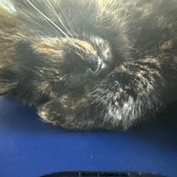 Thumbnail photo of Pepper #2