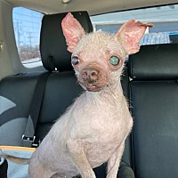 adopt a pet