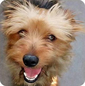 yorkie rescue inland empire