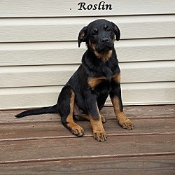 Thumbnail photo of Roslin #1