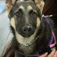 adopt a pet