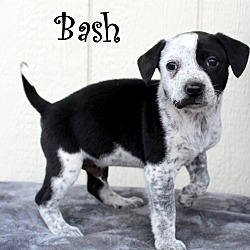 Thumbnail photo of Bash~adopted! #2