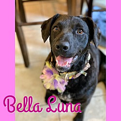 Thumbnail photo of Bella Luna #2