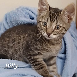 Photo of Dilly