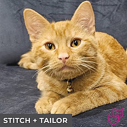 Photo of Stitch (bonded with Tailor)