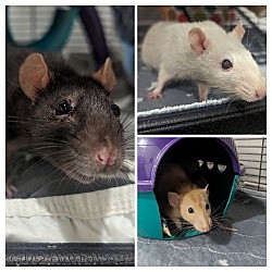 Thumbnail photo of Bear, Flour, Toffee, and Female Babies #1