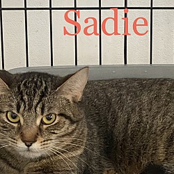 Photo of Sadie