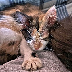 Thumbnail photo of Meredith #3