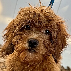 Thumbnail photo of Cockapoo F2 Felix #1