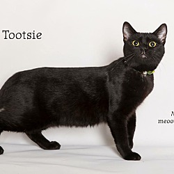 Thumbnail photo of Tootsie #1