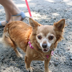 Thumbnail photo of Sally: adoption pending #3