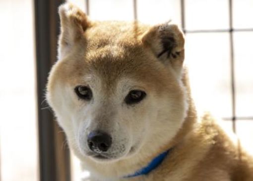 Colorado Springs Co Shiba Inu Meet Kaleb A Pet For Adoption