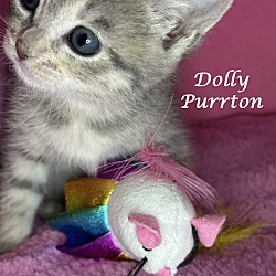Thumbnail photo of DOLLY PURRTON #1