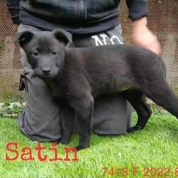 Thumbnail photo of Satin 7418 #3