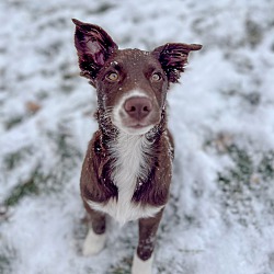 Thumbnail photo of Juno - chocolate Border Collie #1