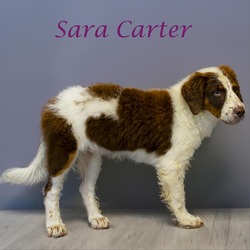 Thumbnail photo of Sara Carter D24-141 #3