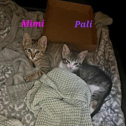 Thumbnail photo of Mimi #3