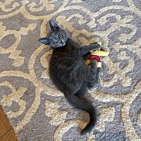 adopt a pet