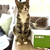 adopt a pet