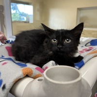 adopt-pet