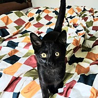 adopt a pet