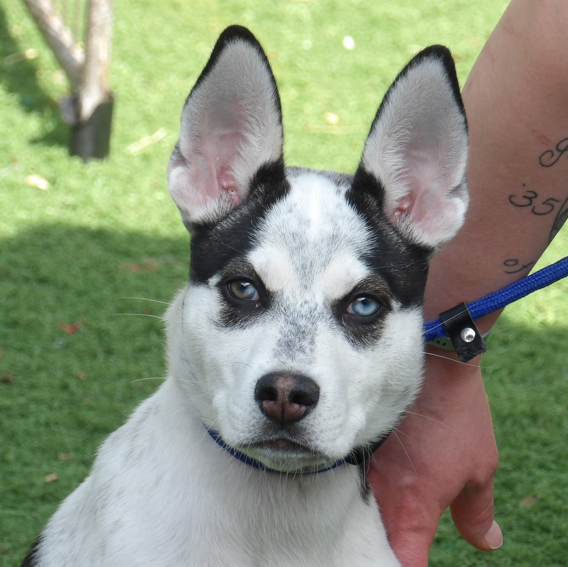 Niagara Falls Ny Siberian Husky Meet Milo One Blue Eye A Pet For Adoption