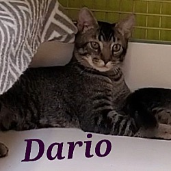 Photo of Dario
