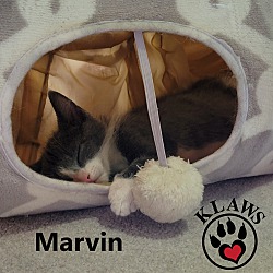Thumbnail photo of Marvin #2