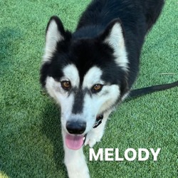 Photo of Melody