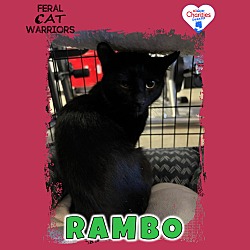 Photo of Rambo