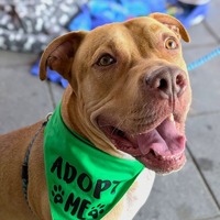 adopt a pet