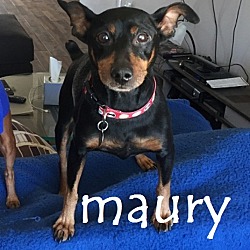 Thumbnail photo of Maury #1