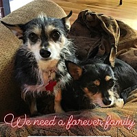 Adopt A Pet Petsmart Charities