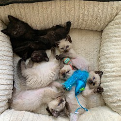 aarons ragdolls