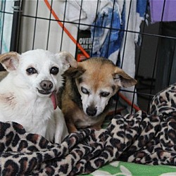 Thumbnail photo of Snickers and Doodles (Bonded Pair) #2