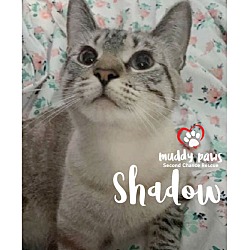 Photo of Shadow (Courtesy Post)