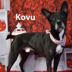Photo of Kovu