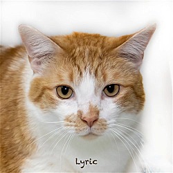 Photo of Lyric