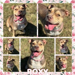 Thumbnail photo of Roxy CFS 240063646 #1