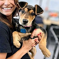 adopt a pet