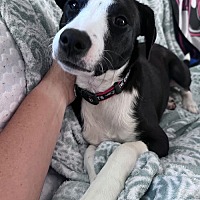 adopt a pet