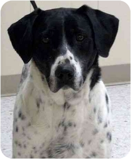 English Setter Boxer Mix Www Pixshark Com Images | english setter boxer mix www pixshark com images English Setter Boxer Mix Www Pixshark Com Images | english setter boxer mix www pixshark com images