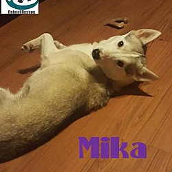 Thumbnail photo of Mika -Adopted July 2017 #2