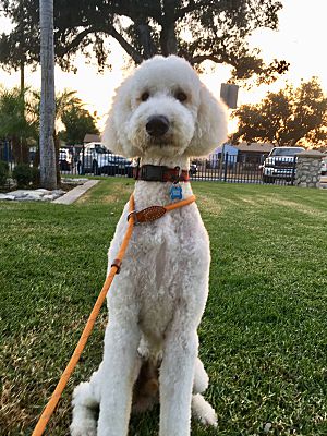 standard poodle rescue and rehome