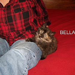 Photo of Bella -Maine mix born Oct